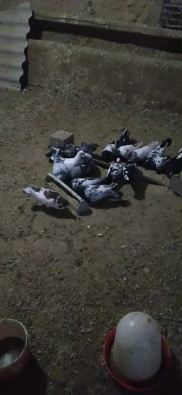 کبوتر|پرنده|آبکوه, |دیوار