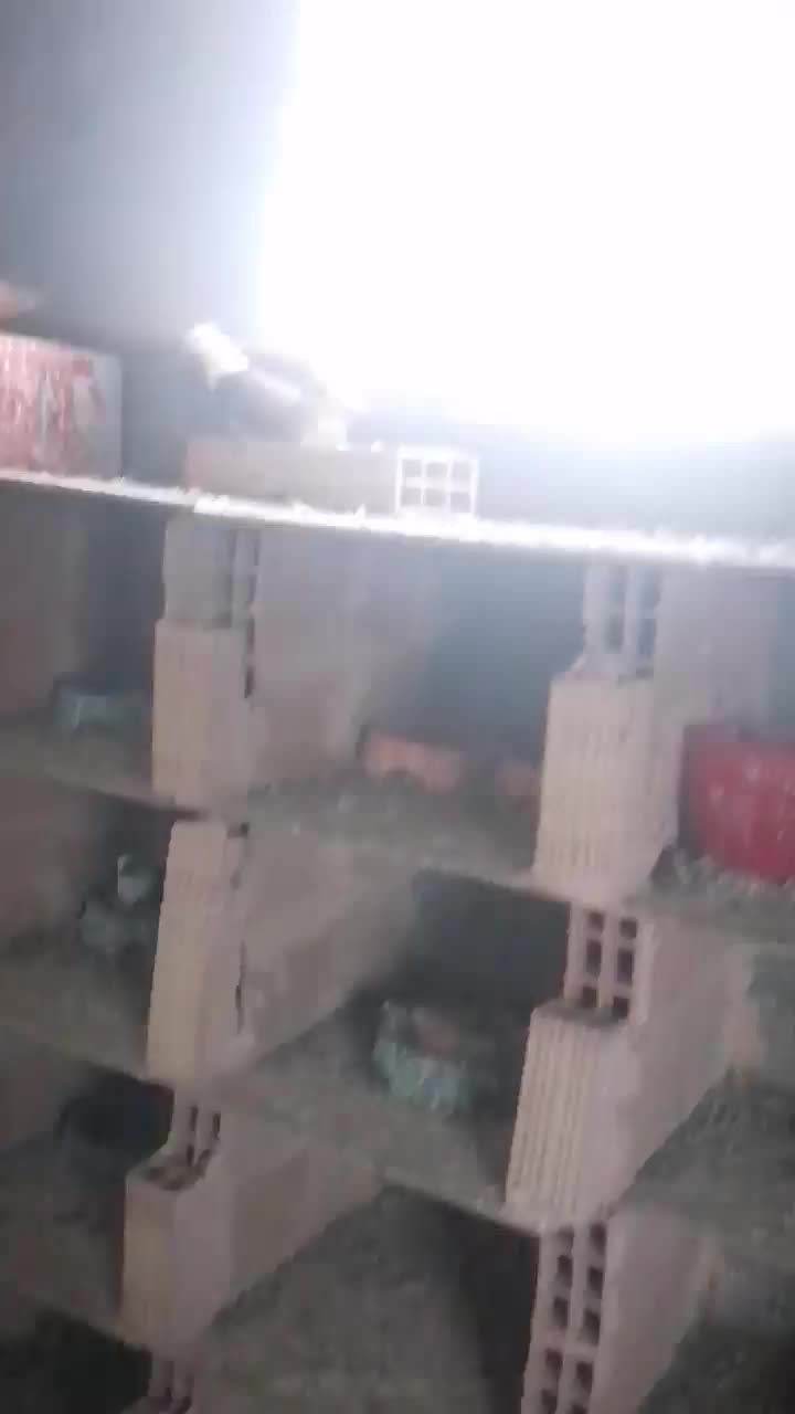 پنج جفت کله سفید زرد بدون کاکلی وکاکلی|پرنده|سبزوار, قلعهنو دهزار|دیوار