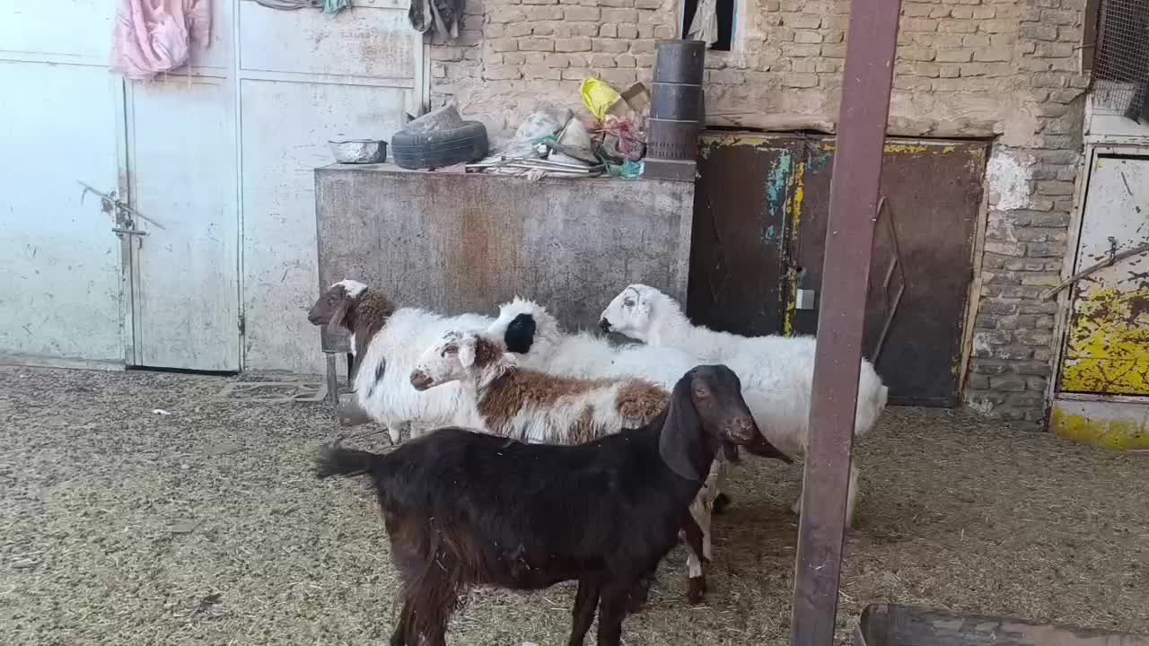 ۴عدد میش آبستن وجوان دونه ۱۲۵۰۰|حیوانات مزرعه|قائن, |دیوار