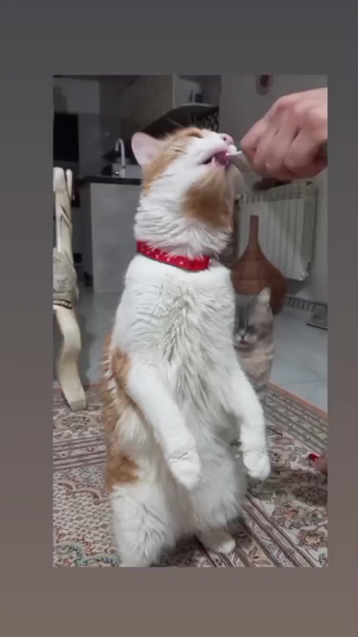 واگذاری گربه|گربه|رشت, دروازه لاکان|دیوار