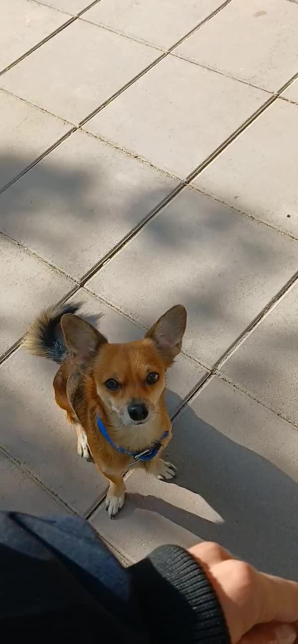 مربی سگ.آموزش سگ حضوری.رفع پرخاشگری|خدمات آموزشی|کرج, فاز ۱ مهرشهر|دیوار