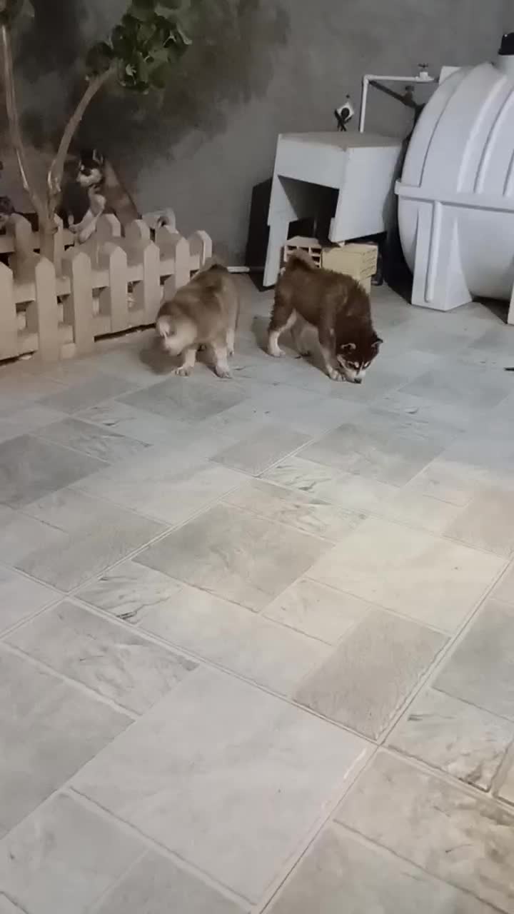 شاه توله|سگ|تهران, شهرک محلاتی|دیوار