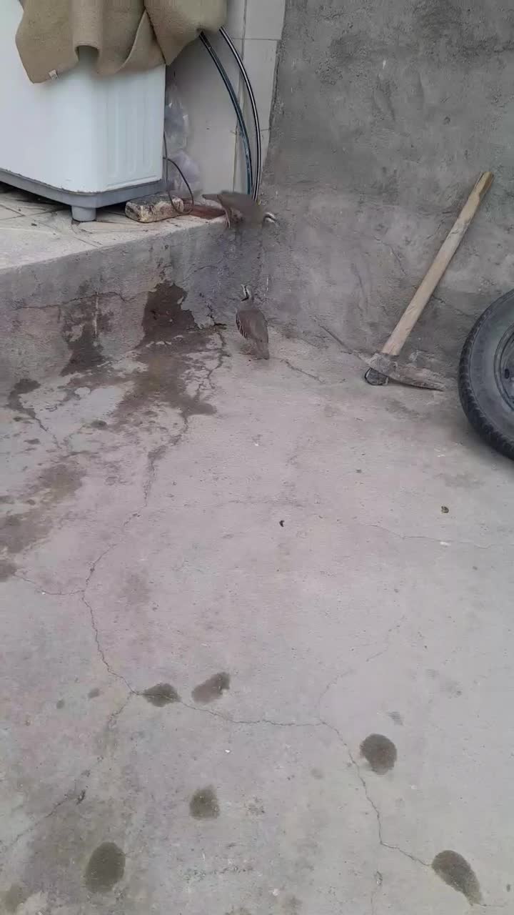 پرنده|پرنده|کنگاور, |دیوار