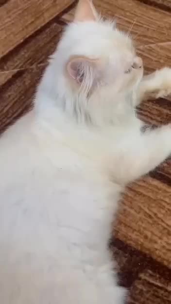 گربه پرشین اصل نر|گربه|رشت, باهنر|دیوار