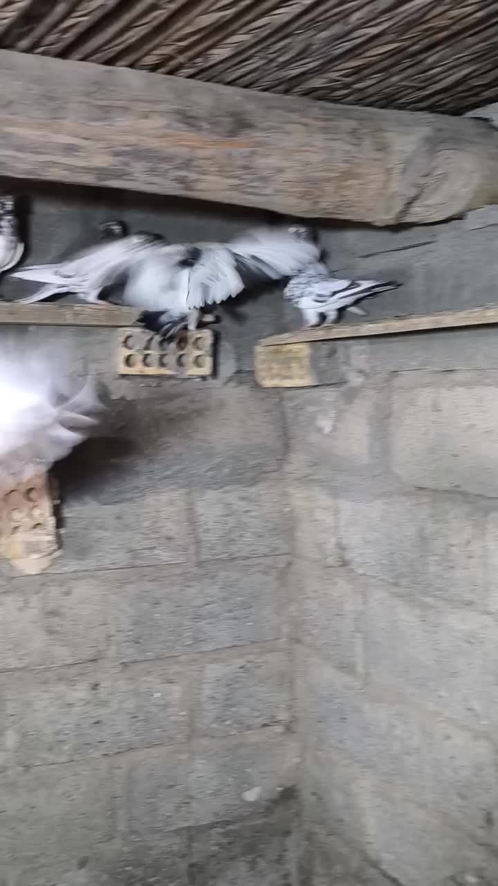 کبوتر تیدی|پرنده|بیکاه, |دیوار