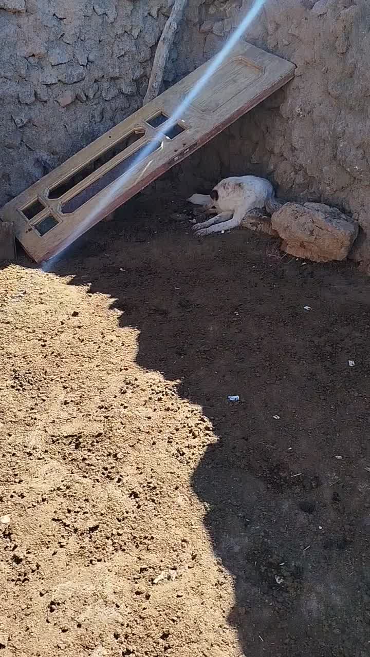 سگ نژاد افغانی|سگ|بسطام, |دیوار