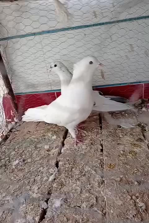 کفتر دمگیر سفید شیویدی|پرنده|برخوار, |دیوار