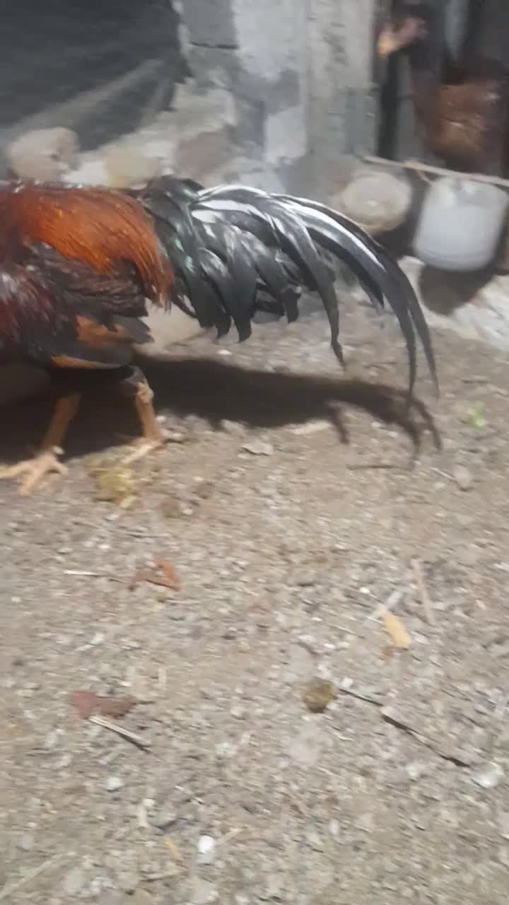 مرغ و خروس لاری|حیوانات مزرعه|نوشین شهر, |دیوار