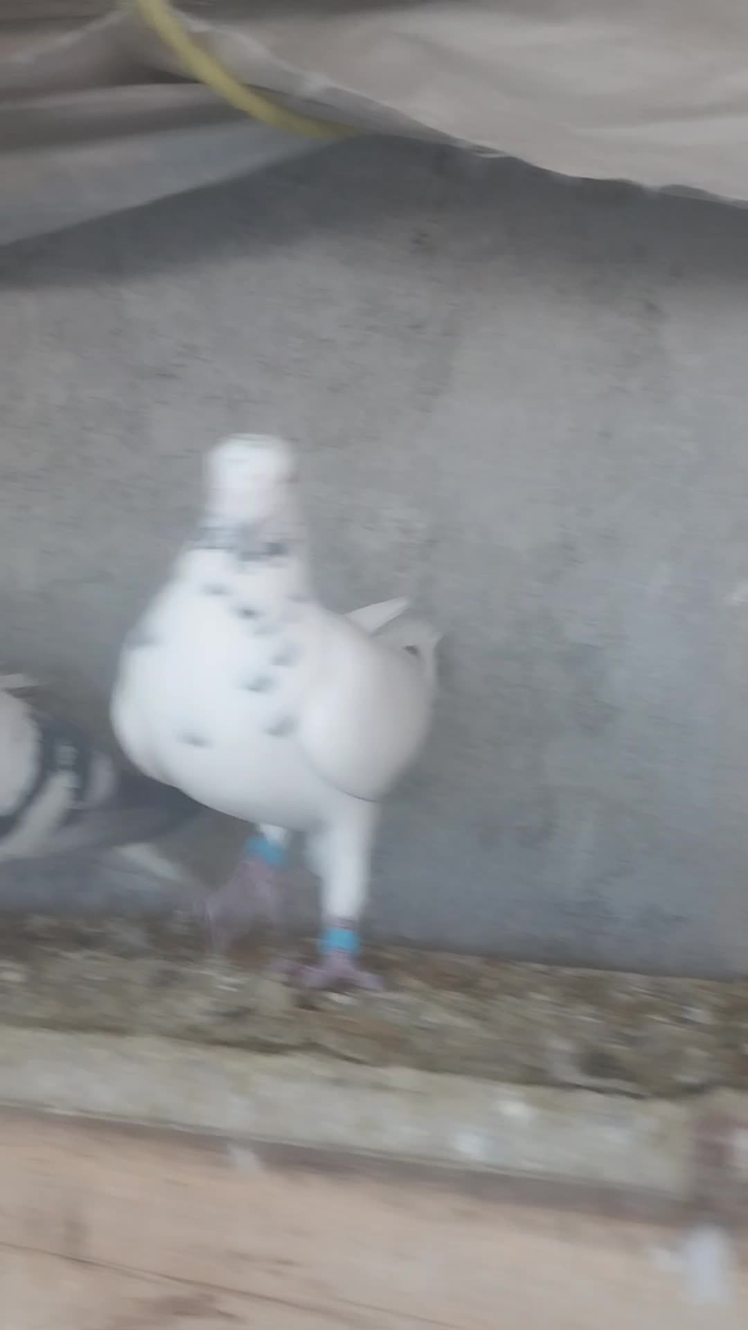 کبوتر|پرنده|مرودشت, ولایت|دیوار