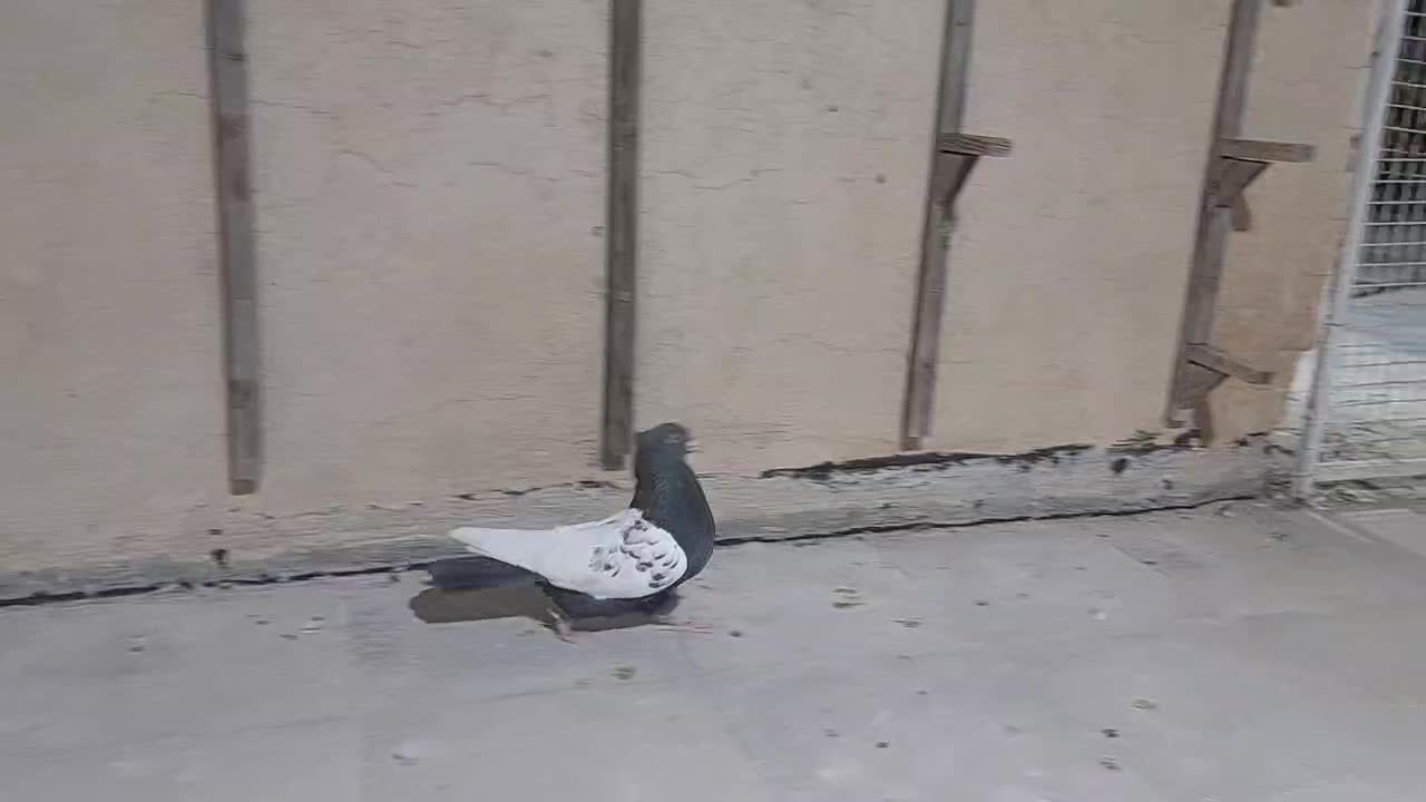 کفتر ماده سینه سرکه ای|پرنده|ارژن, |دیوار