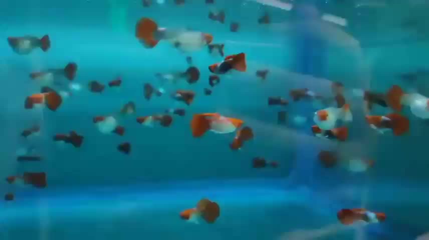 ماهی گوپی بالن،مولی بالن،پلاتی بالن|ماهی|تهران, شهرک شریعتی|دیوار