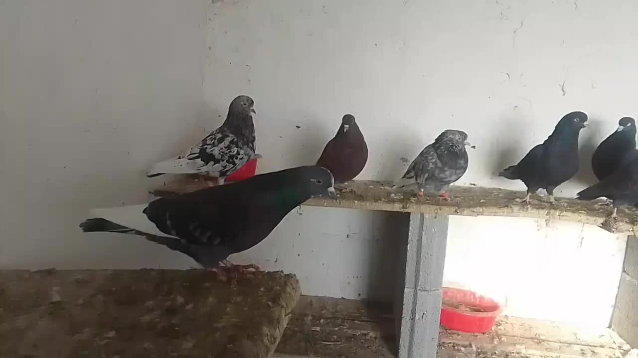 فروش یک گنجه کبوتر پرشی طلا زیر خاکی|پرنده|اشنویه, |دیوار