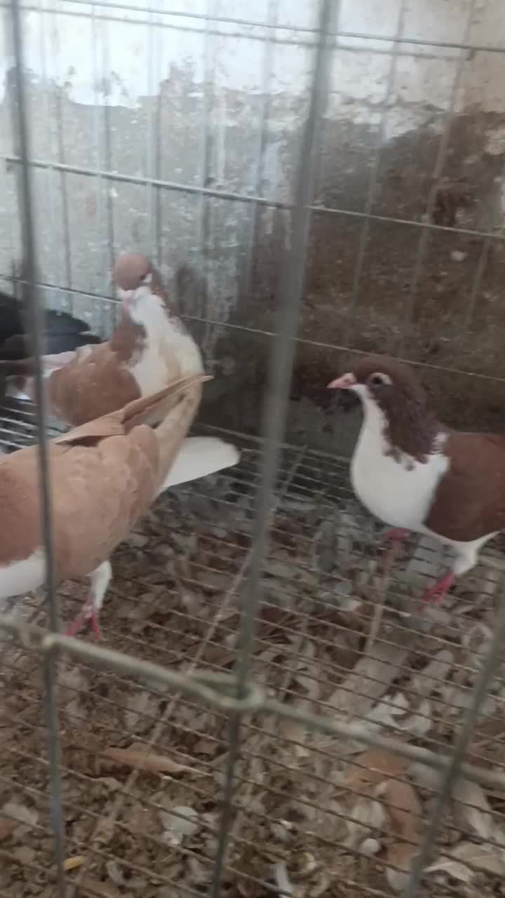 چند عدد کبوتر شهری|پرنده|آبپخش, |دیوار