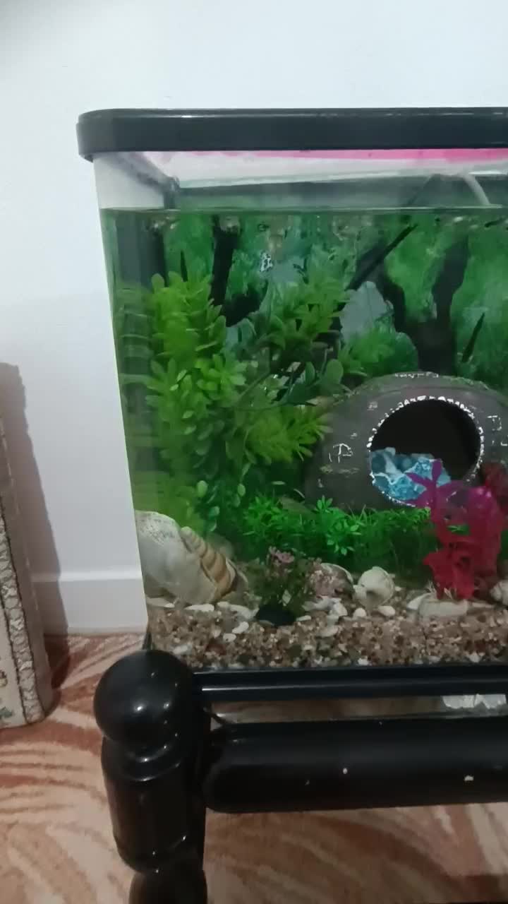 اکواریوم و وسایل|ماهی|بیرجند, |دیوار