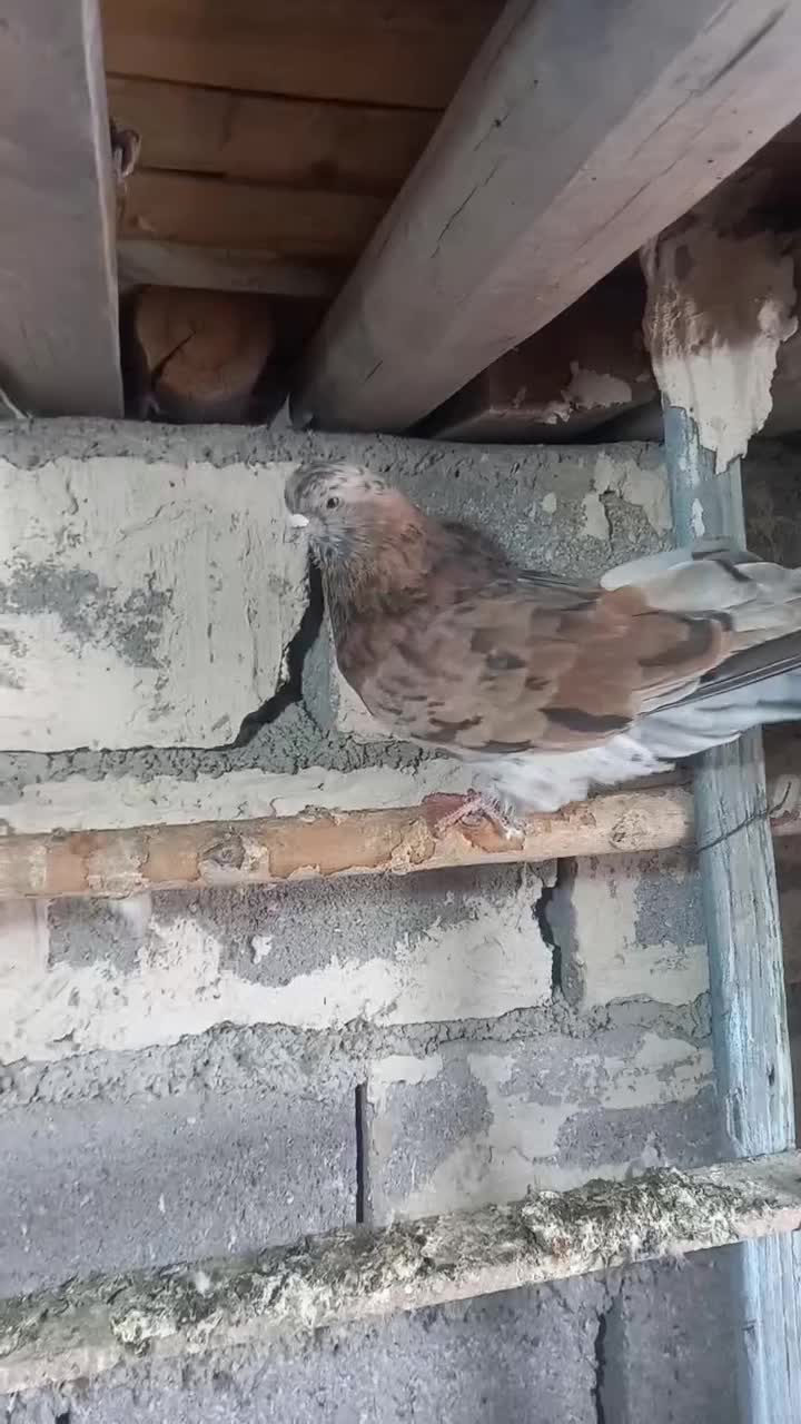 سرورنر|پرنده|میانه, |دیوار