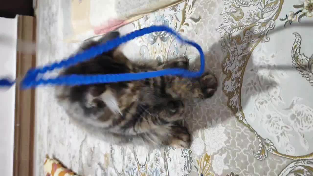 گربه نژاد بریتیش و پرشین میکس|گربه|اهواز, شهرک برق|دیوار