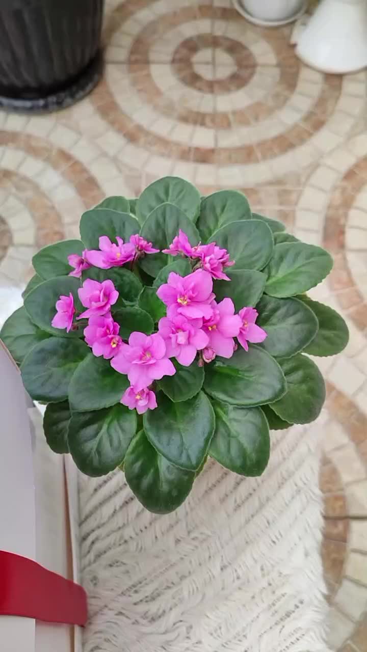 کیک تولد|خدمات پذیرایی، مراسم|رشت, شهرک صبا|دیوار