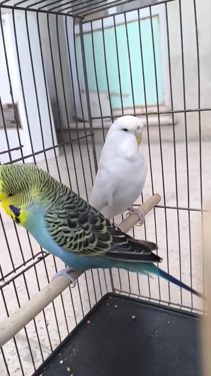 مرغ عشق انگلیسی|پرنده|قزوین, |دیوار