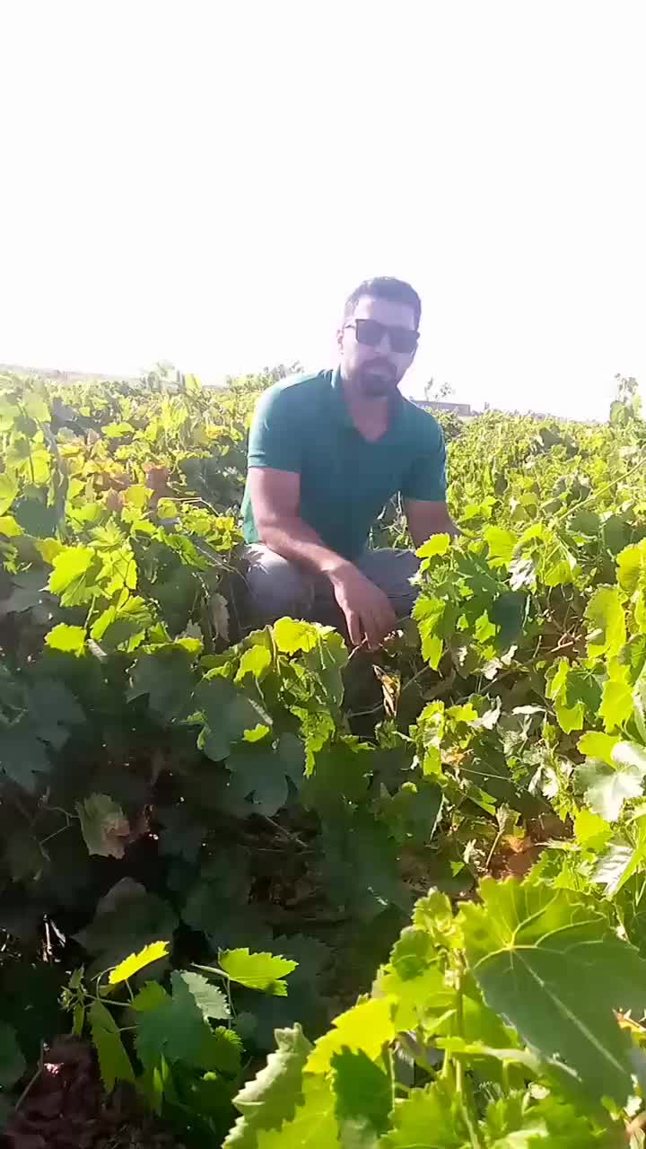نهال انگورت رو از منه کشاورز بخر|خدمات باغبانی و درختکاری|تاکستان, |دیوار