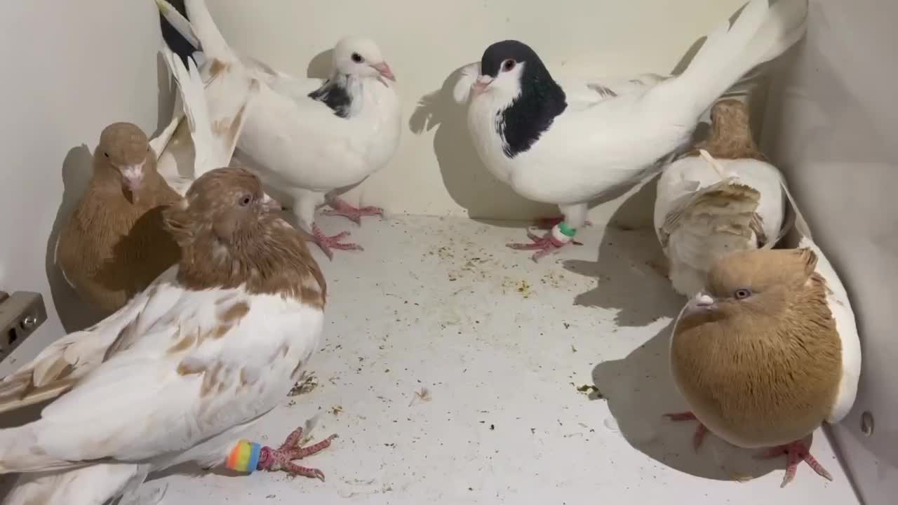 نقش .رنگه .کله .خال|پرنده|سربیشه, |دیوار