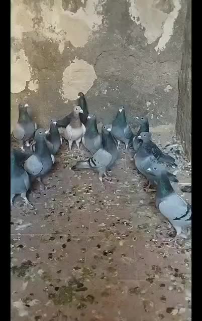 دستهپلاکی|پرنده|بختگان, |دیوار