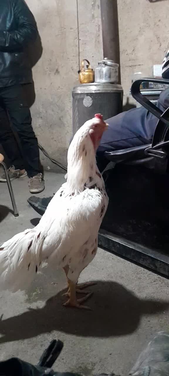 خروس لاری|حیوانات مزرعه|سلطانیه, |دیوار