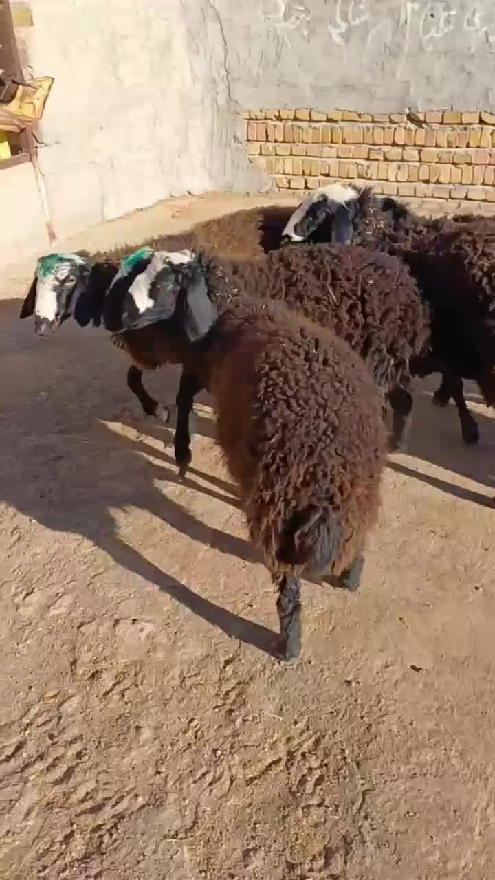 برهای ماده شالی|حیوانات مزرعه|قزوین, |دیوار