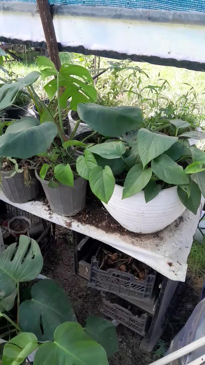 گل گلدانی|گل و گیاه طبیعی|ماکلوان, |دیوار