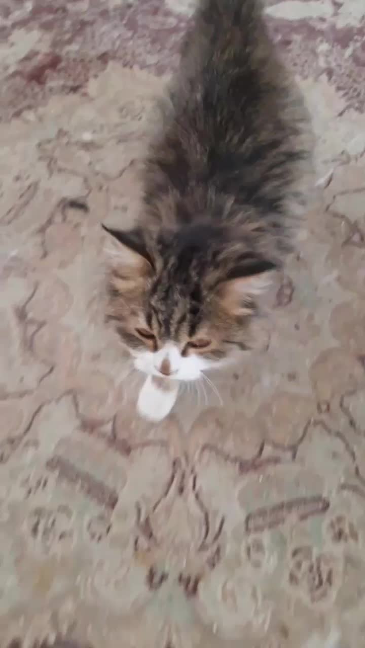 گربه خانگی واگذاری رایگان|گربه|اراک, |دیوار