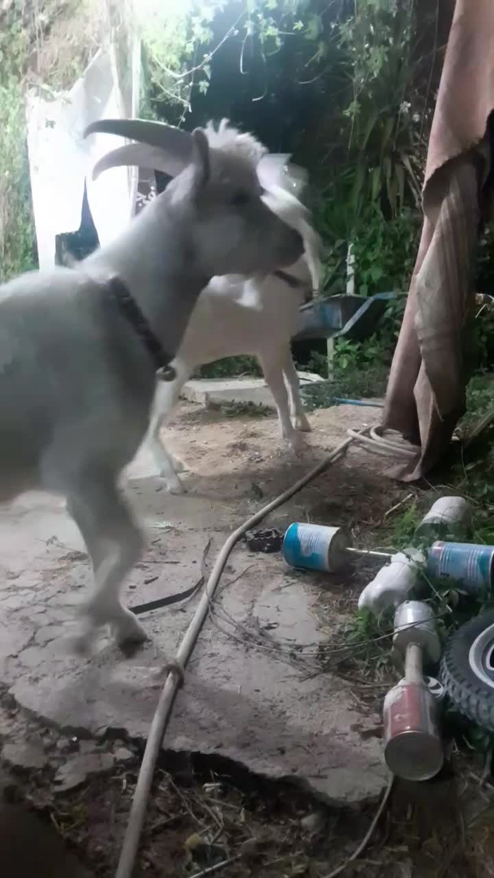 دو عدد چکل سانن|حیوانات مزرعه|فسا, |دیوار