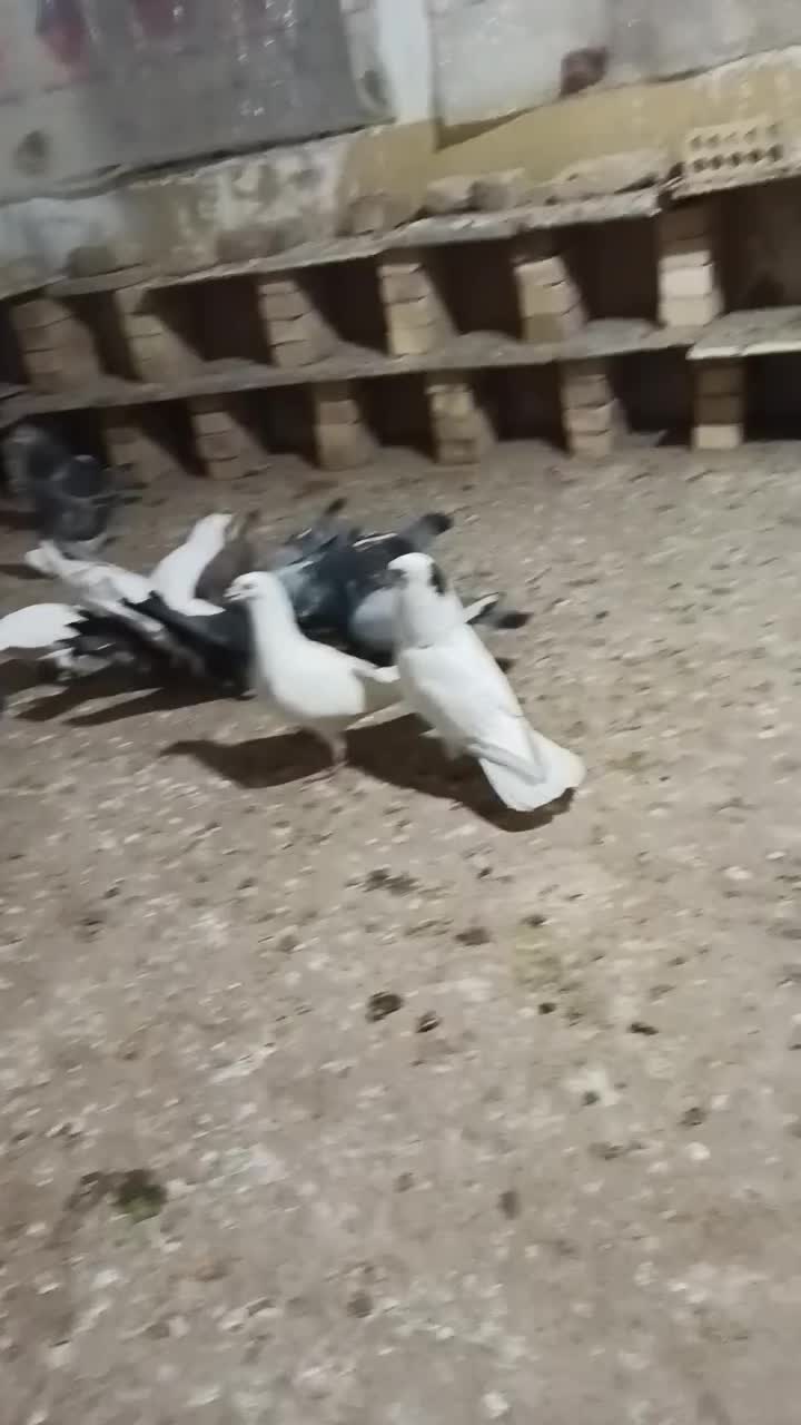 کفتر|پرنده|آشخانه, |دیوار