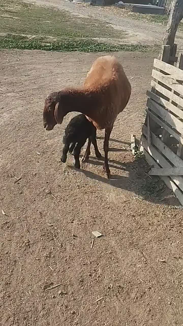 گوسفند|حیوانات مزرعه|سیمین شهر, |دیوار