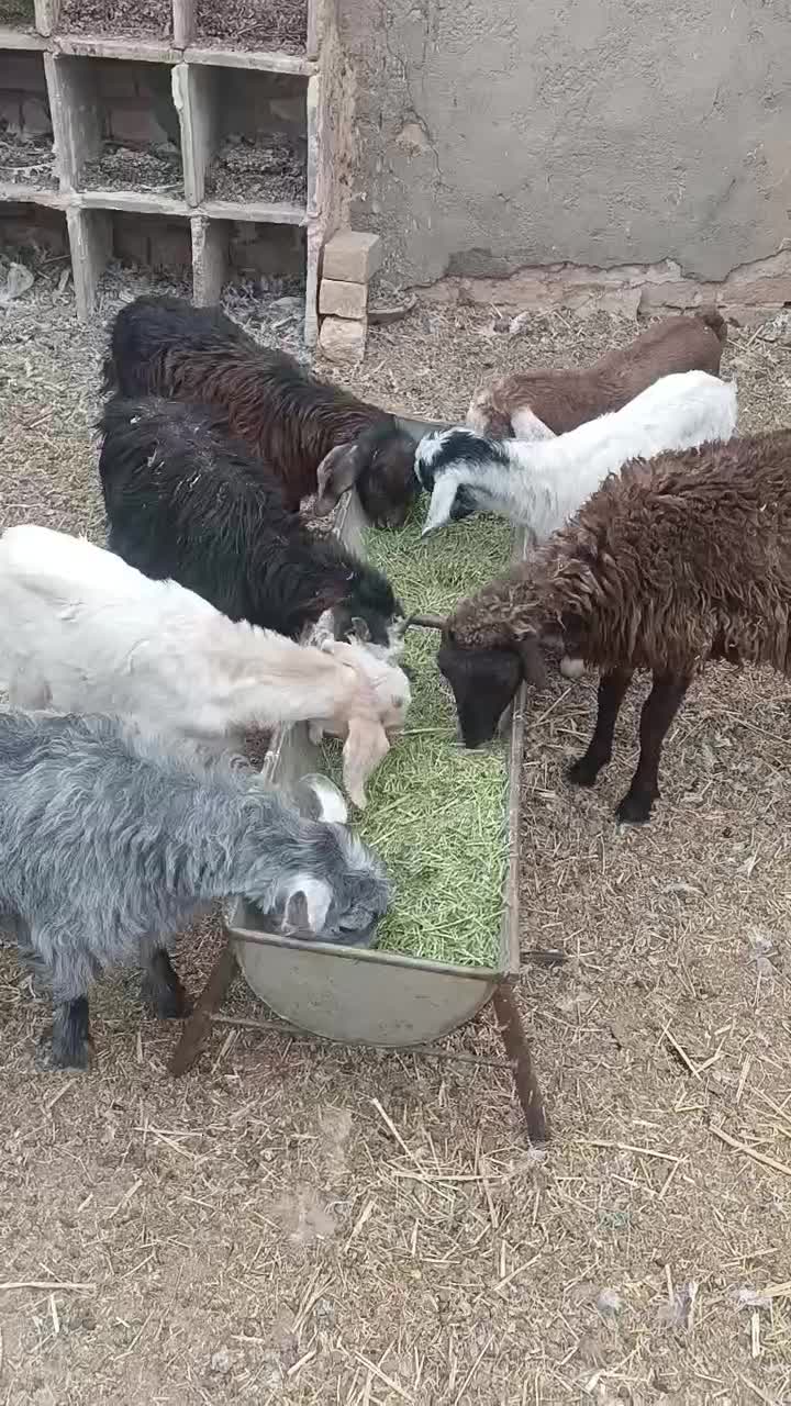 بره و بزغاله|حیوانات مزرعه|جعفرآباد, |دیوار