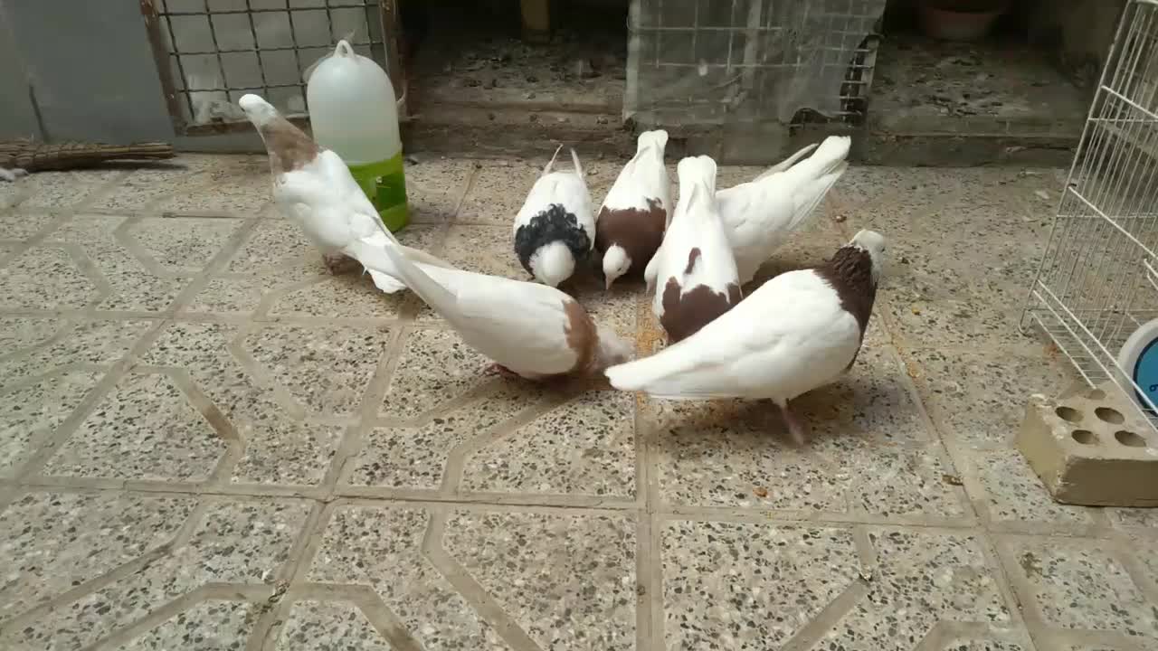 کفتر طوقی|پرنده|مشهد, وحید|دیوار