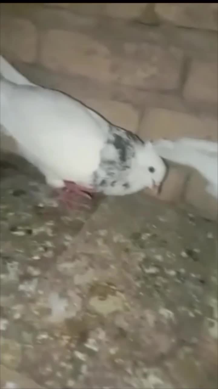 سه عدد طوقی|پرنده|کرمان, |دیوار