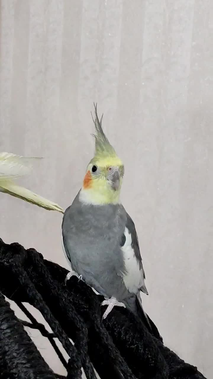 جفت عروس هلندی|پرنده|سوسنگرد, |دیوار