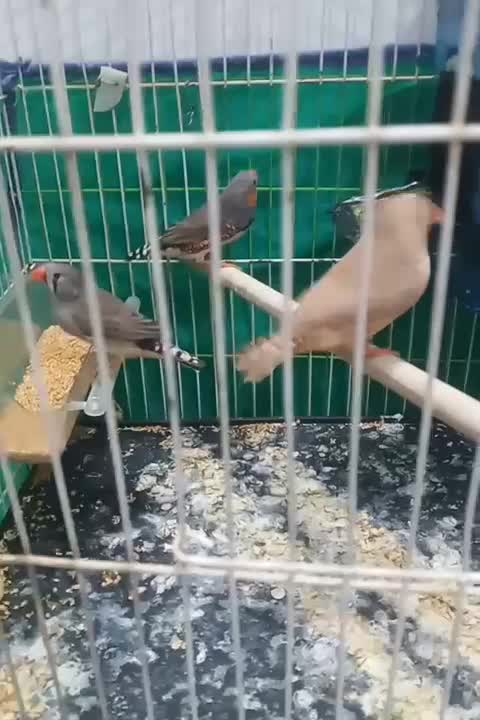 فنچ نر اورنج|پرنده|قم, قلعه کامکار|دیوار