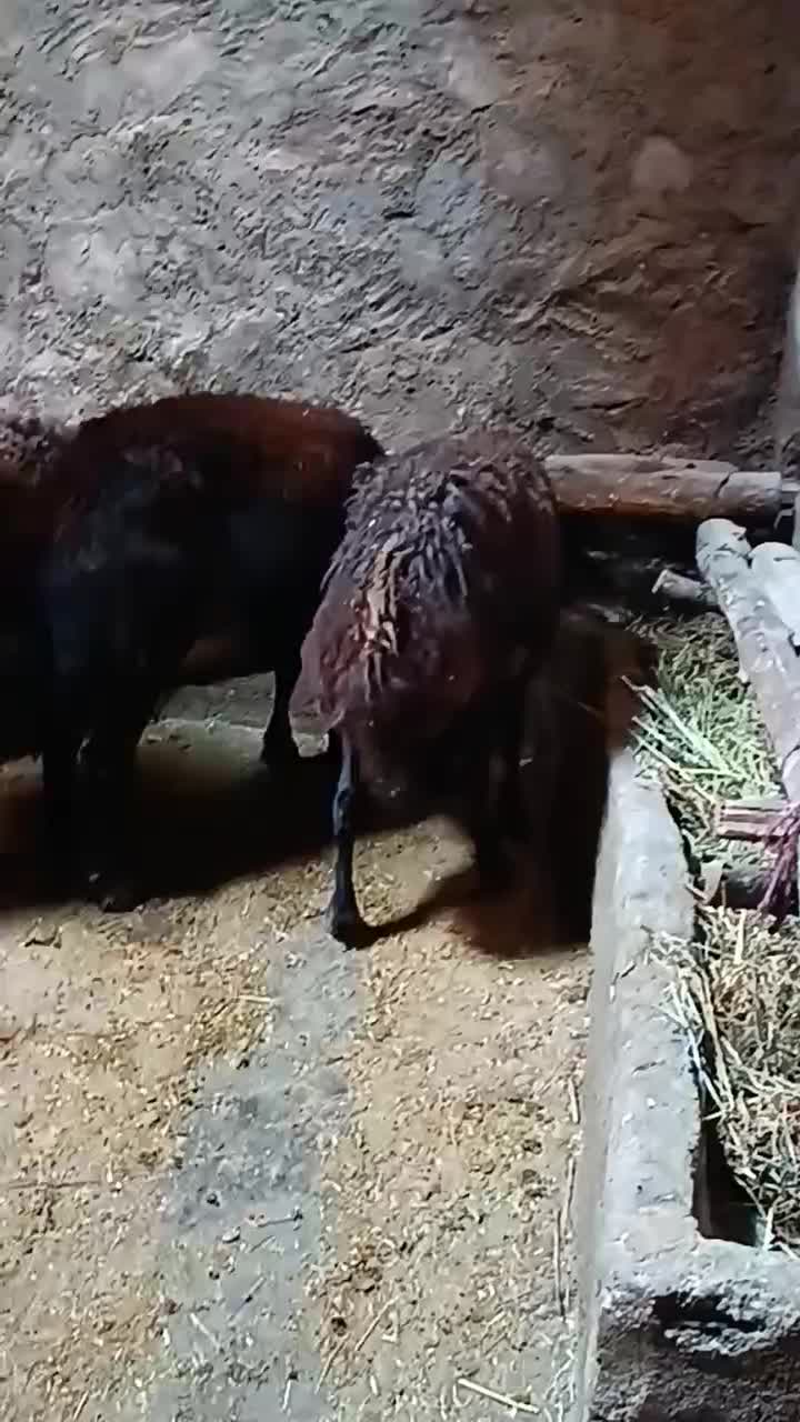 فروش گوسفند|حیوانات مزرعه|فیروز, |دیوار