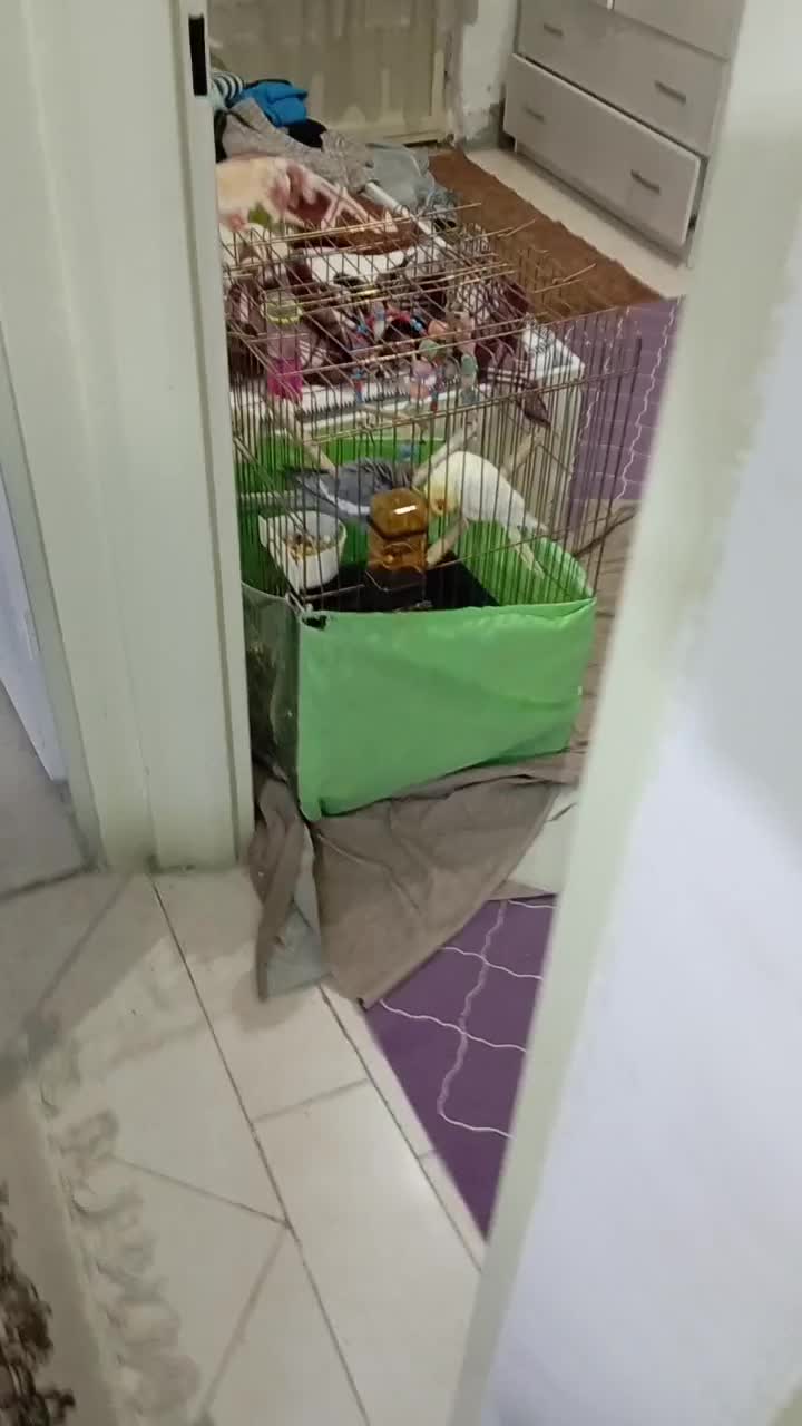 عروس هلندی لوتینو|پرنده|اسلامشهر, زرافشان|دیوار