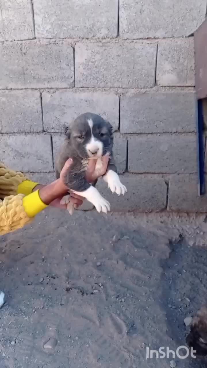 توله افغان اصیل|سگ|سربیشه, |دیوار