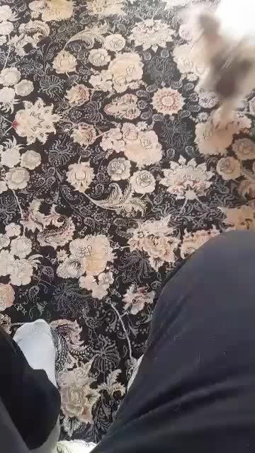 نژاد تریر|سگ|تهران, سلسبیل جنوبی|دیوار