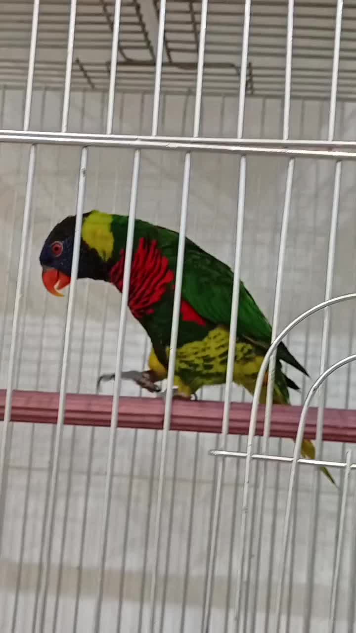 طوطی لوری سینه ببری|پرنده|عباس‌آباد, |دیوار