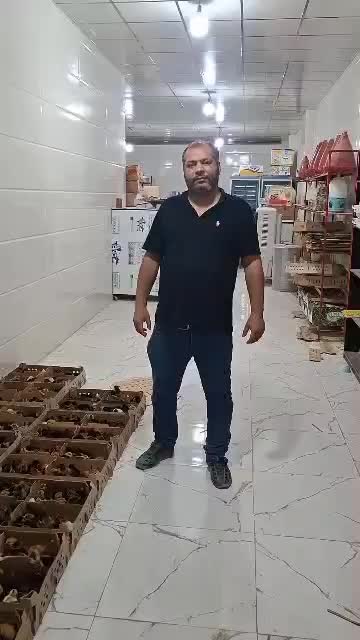 پخش جوجه یک روزه عمده+مشاوره رایگان پروش|حیوانات مزرعه|قم, علی آباد سعدگان|دیوار