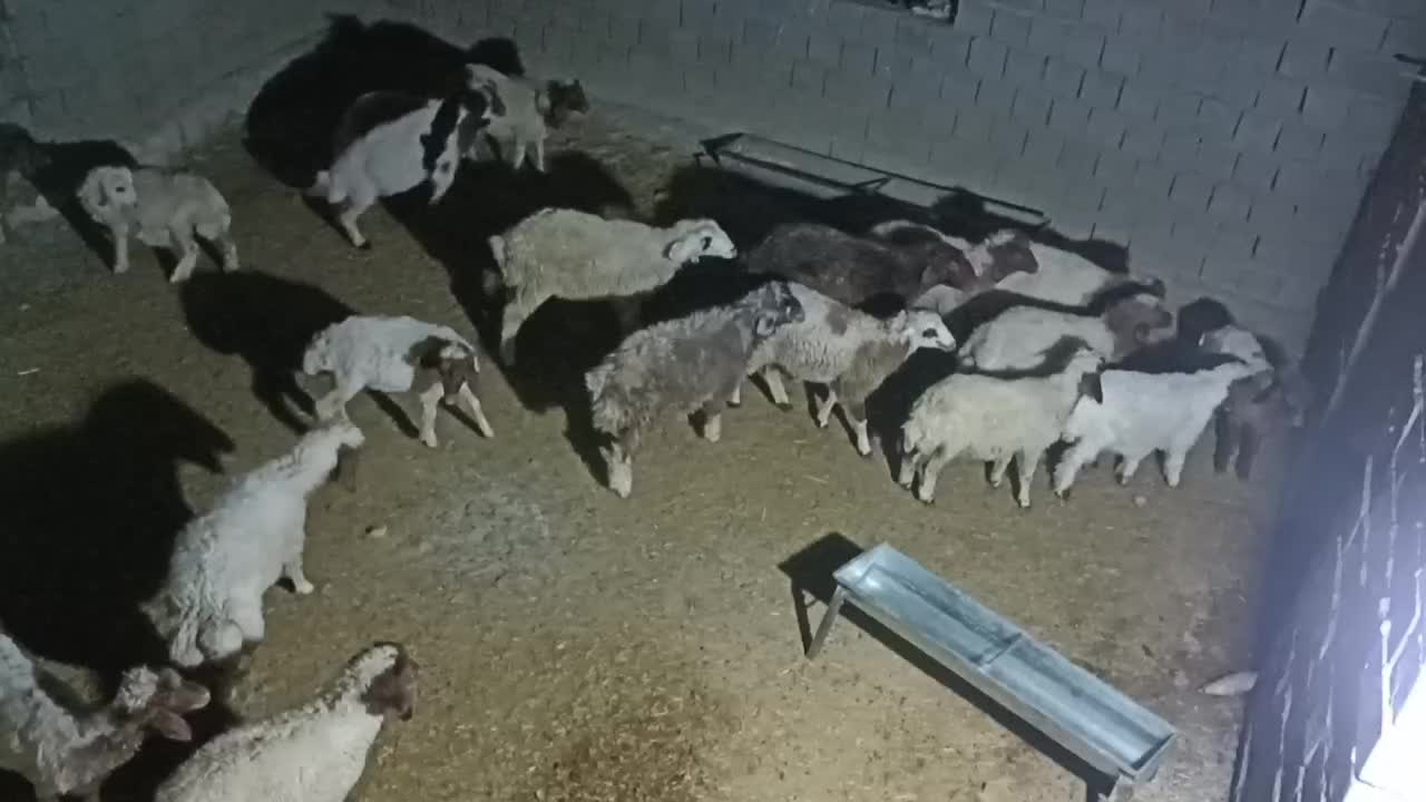 کاور ماده|حیوانات مزرعه|سیوان, |دیوار