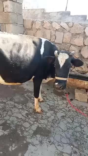 گاو خشک|حیوانات مزرعه|ایوان, |دیوار