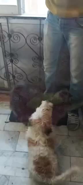 سگ پاکوتاه|سگ|قزوین, |دیوار