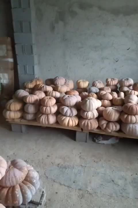 کدو انجیلی بهاره|خوردنی و آشامیدنی|ضیابر, |دیوار