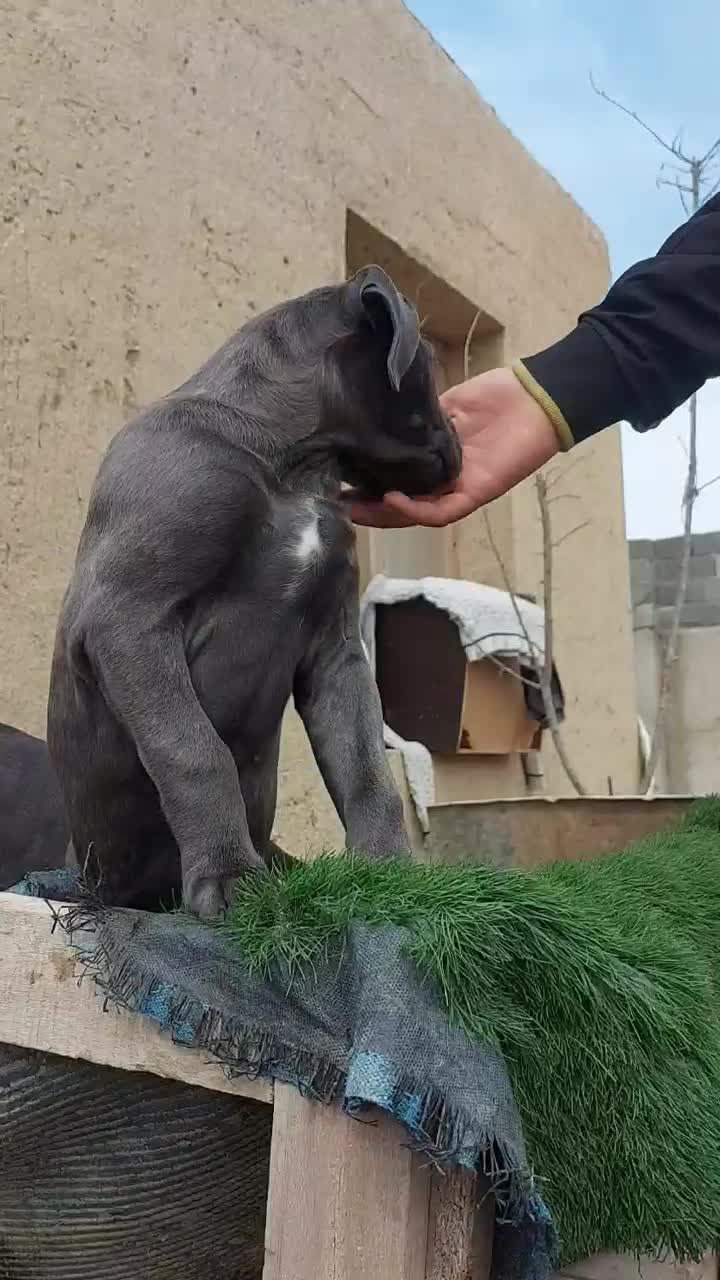 توله کنکورسو کن کورسو ماده بلو کیفیت فول|سگ|صفادشت, |دیوار