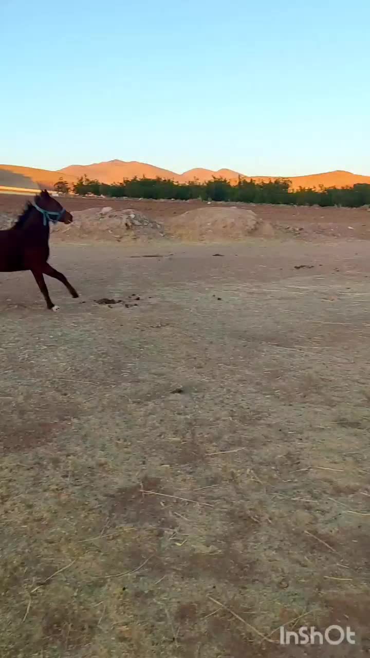 اسب|اسب و تجهیزات اسب‌سواری|کرمانشاه, |دیوار