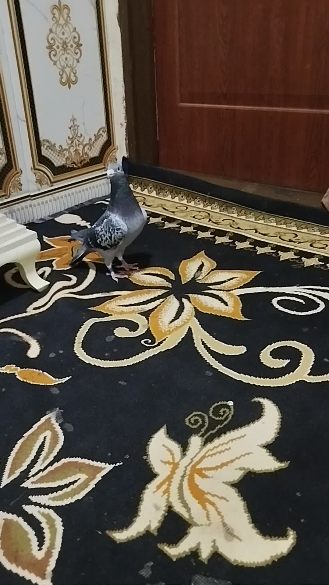 کفتر|پرنده|جلگه رخ, |دیوار